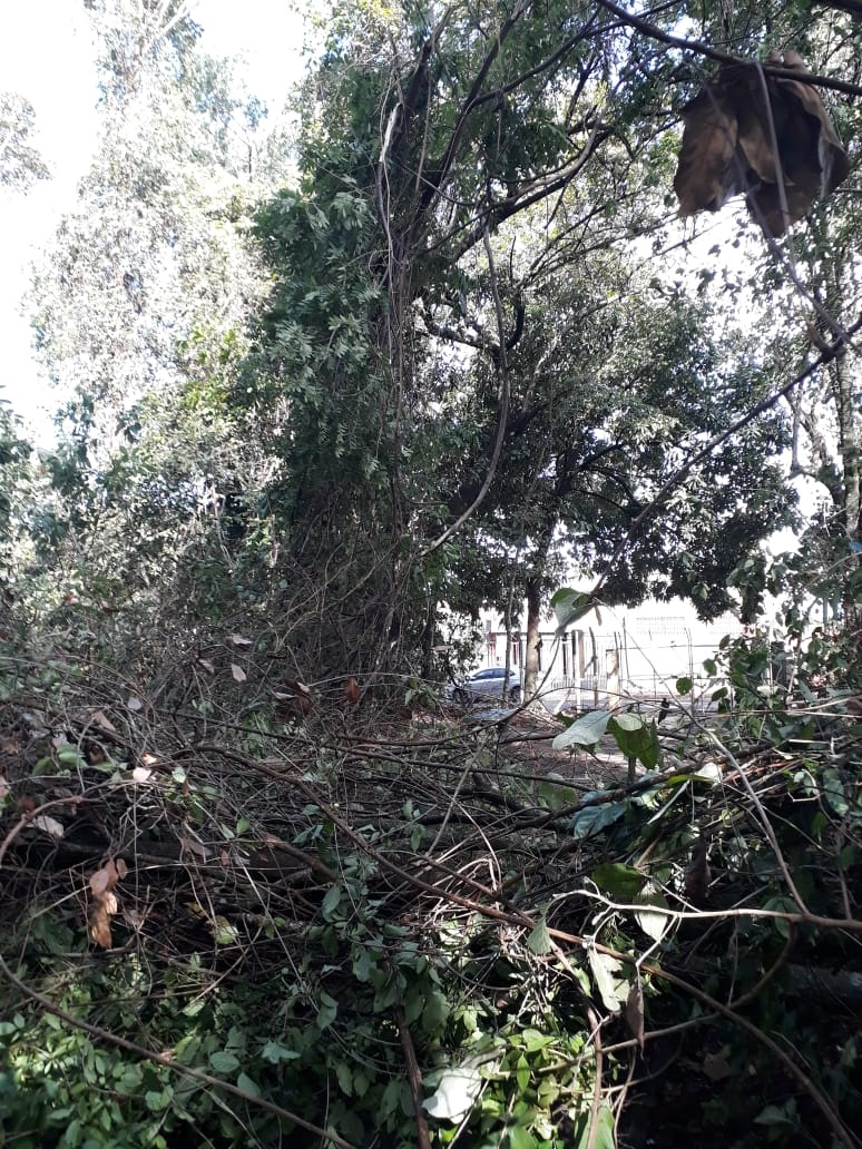 A Prefeitura de Araguari comunica que, devido às chuvas e aos fortes ventos da tarde desta terça-feira, 05 de novembro, algumas árvores caíram no Bosque Municipal John Kennedy, motivo pelo qual o mesmo ficará fechado por tempo indeterminado.