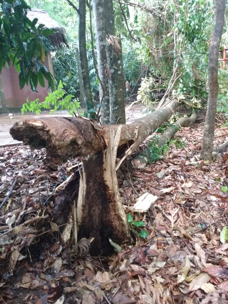 A Prefeitura de Araguari comunica que, devido às chuvas e aos fortes ventos da tarde desta terça-feira, 05 de novembro, algumas árvores caíram no Bosque Municipal John Kennedy, motivo pelo qual o mesmo ficará fechado por tempo indeterminado.