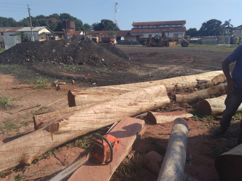 A Prefeitura de Araguari, por meio da Secretaria de Obras começa a dar uma destinação especial para a madeira retirada do grande eucalipto que foi retirado da Praça da Saudade, localizada na porta do Cemitério Bom Jesus.