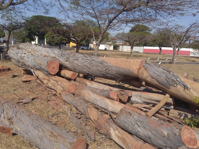 Em 11.10.2017 foi solicitado por moradores do entorno do Cemitério Bom Jesus, vistoria do Departamento de Arborização Urbana da Secretaria de Meio Ambiente, para avaliação do Eucalipto plantado em frente ao Cemitério Bom Jesus, haja vista que a árvore apresentava inclinação acentuada em direção à via pública e a área de estacionamento ao longo da via.