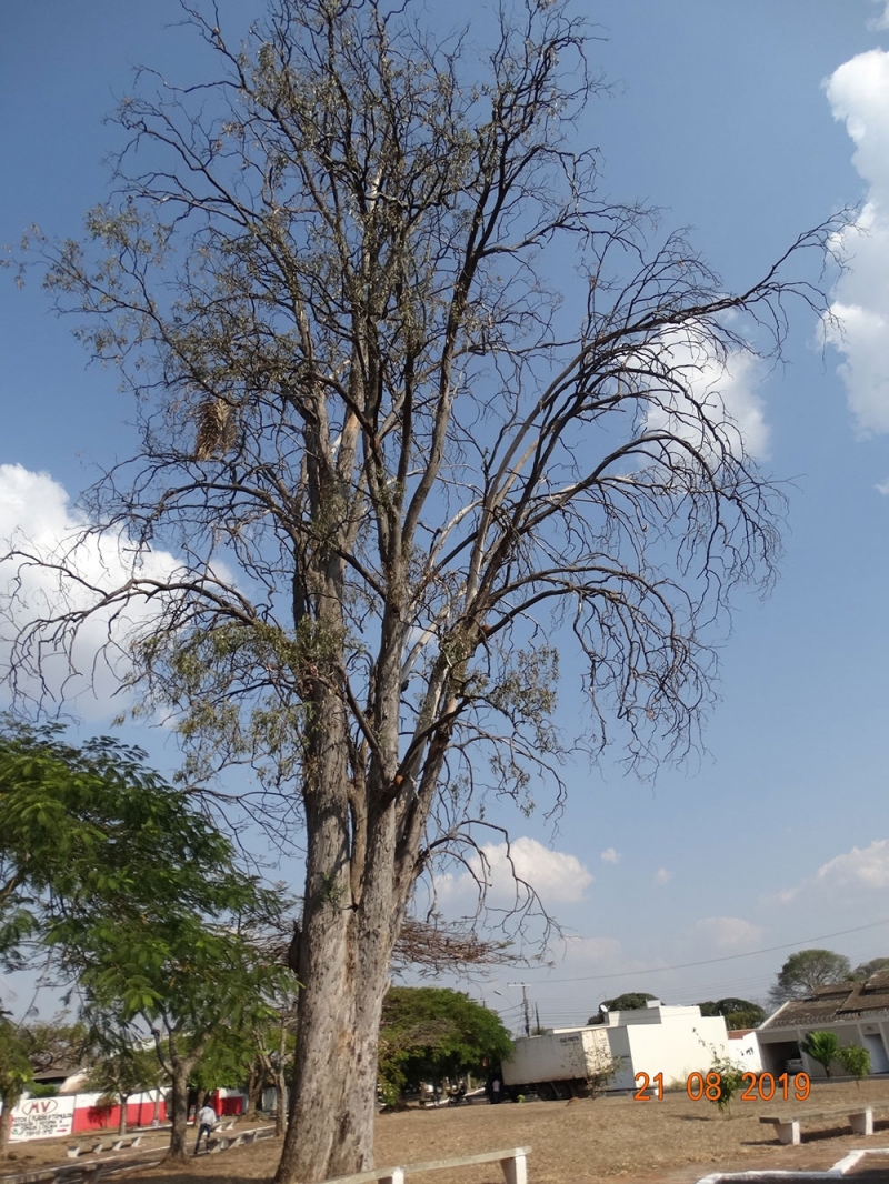 Em 11.10.2017 foi solicitado por moradores do entorno do Cemitério Bom Jesus, vistoria do Departamento de Arborização Urbana da Secretaria de Meio Ambiente, para avaliação do Eucalipto plantado em frente ao Cemitério Bom Jesus, haja vista que a árvore apresentava inclinação acentuada em direção à via pública e a área de estacionamento ao longo da via.