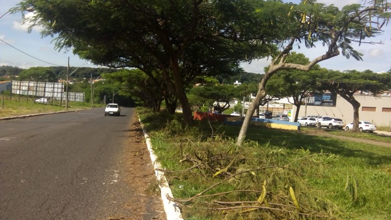 Prefeitura trabalha na poda de árvores nas principais avenidas da cidade