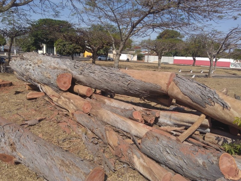 Esclarecimento sobre supressão de árvore da espécie Eucalipto (Eucalyptus sp.) situada em frente ao Cemitério Bom Jesus em Araguari-MG.