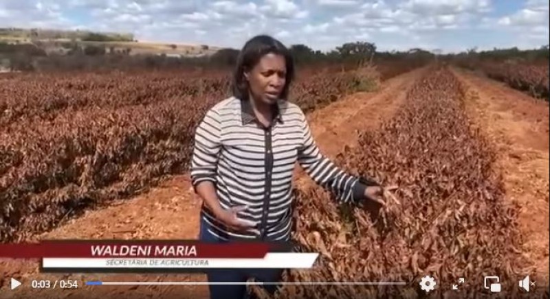 Secretária de Agricultura visita pontos da zona rural que sofreram com a geada