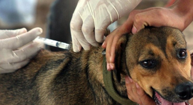 População araguarina deverá estar atenta as medidas preventivas quanto a suspeita de raiva em animais