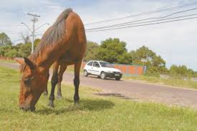 PREFEITURA DE ARAGUARI ADQUIRE VEÍCULO PARA EMPREGO NA APREENSÃO DE ANIMAIS SOLTOS EM VIAS PÚBLICAS