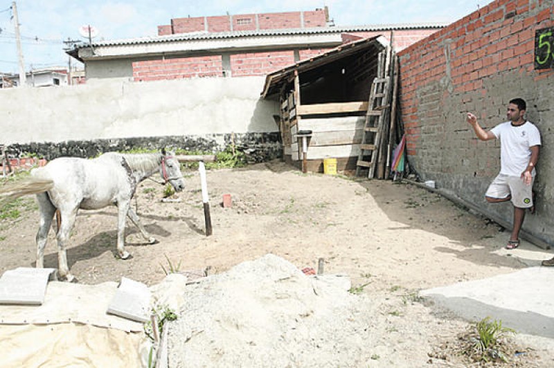 Prefeitura de Araguari faz diligências com intuito de alertar pessoas que insistem em criar animais bovinos e equinos dentro do perímetro urbano