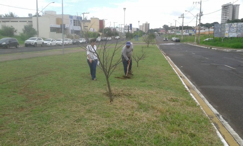 Prefeitura faz plantio de árvores na Avenida Theodolino Pereira de Araújo