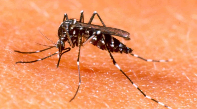 Prefeitura alerta para alto índice de infestação do Aedes aegypti nos quintais dos imóveis em Araguari