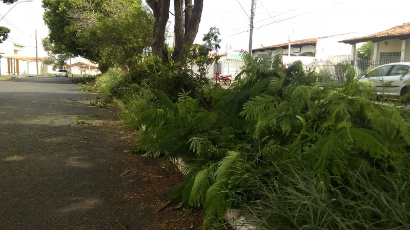 Prefeitura de Araguari realiza poda em árvores da Avenida Batalhão Mauá