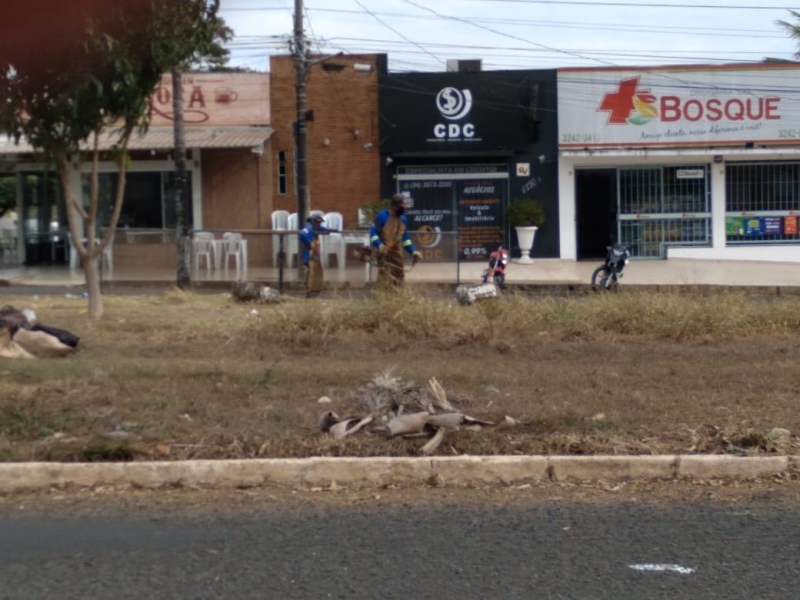 A prefeitura de Araguari, por intermédio da secretaria de Serviços Urbanos realiza limpeza na avenida Minas Gerais. São realizados trabalhos de poda, capina e varrição.