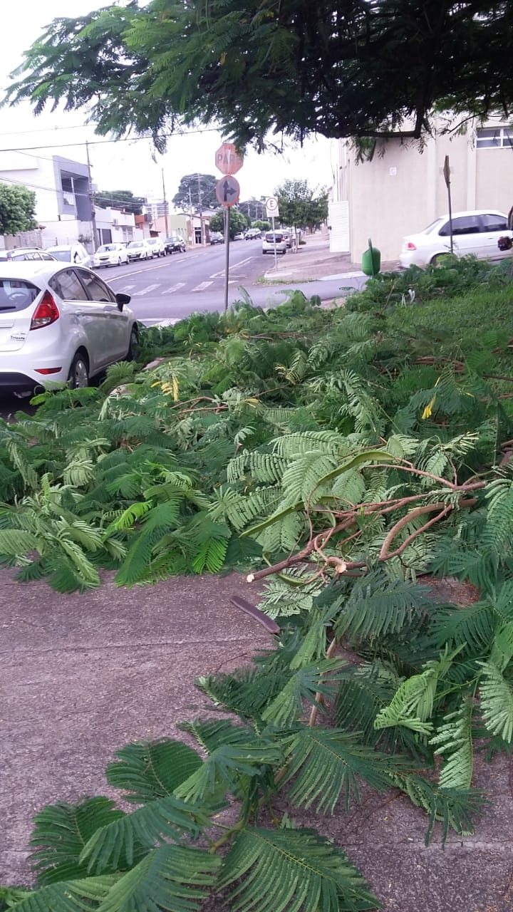 A Prefeitura de Araguari, através da Secretaria de Serviços Urbanos e Distritais aumentou nesta semana, o número de serviços de limpeza nas avenidas e ruas do município. Como sempre ressaltado, nesta época do ano o mato entre os canteiros das avenidas cresce bastante.