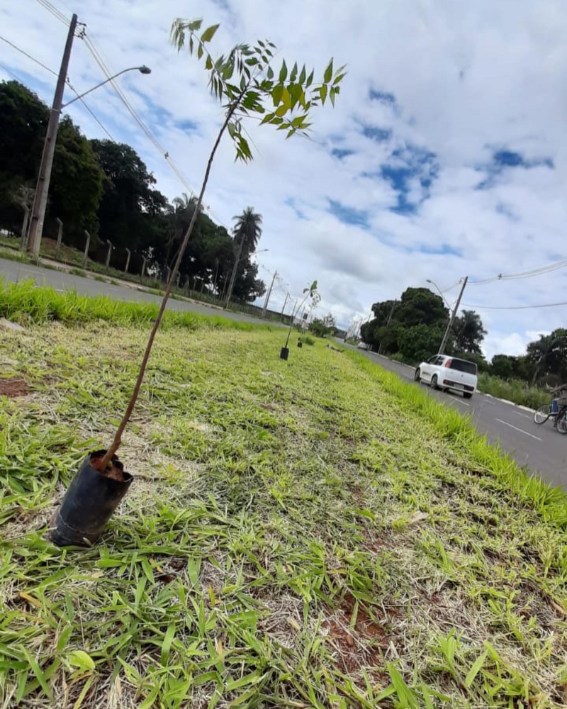 A prefeitura de Araguari por meio da secretaria de Meio Ambiente, realizou o plantio de mais de 140 mudas de árvores nas avenidas Brasil e Coronel Belchior de Godoy.