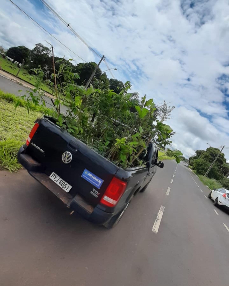 A prefeitura de Araguari por meio da secretaria de Meio Ambiente, realizou o plantio de mais de 140 mudas de árvores nas avenidas Brasil e Coronel Belchior de Godoy.