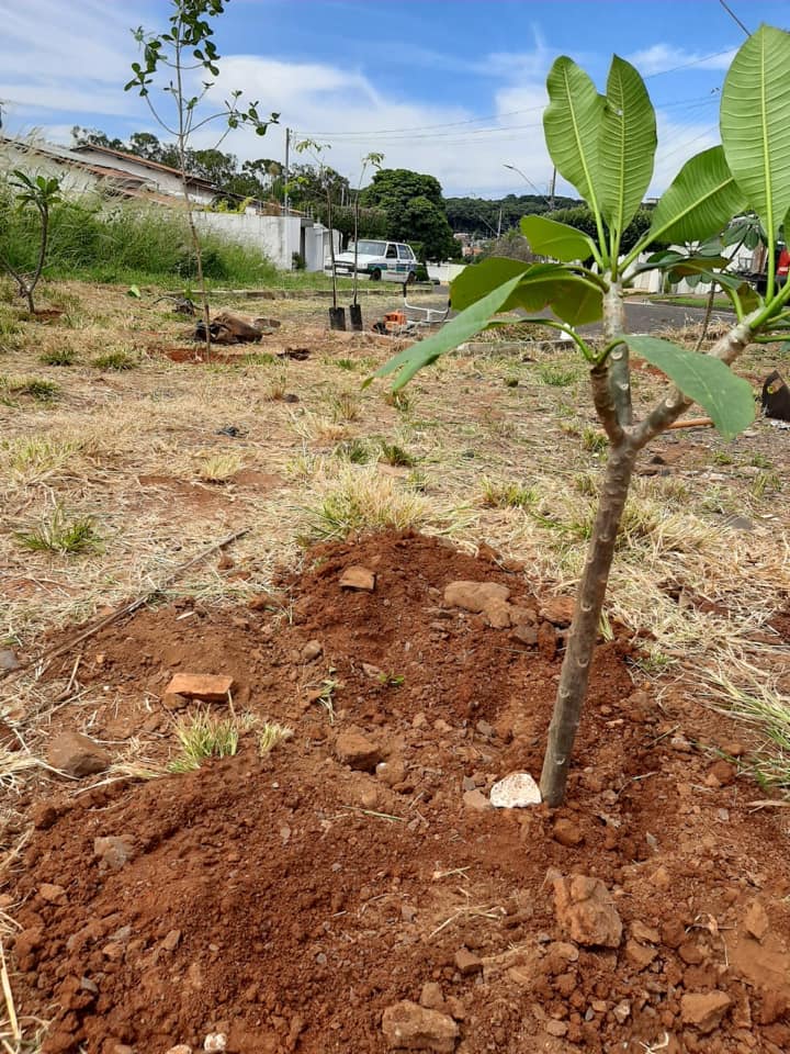 A Secretaria de Meio Ambiente do município de Araguari realizou no final de semana o plantio de nove mudas de árvores, com espécies diferentes em uma área verde na Rua Adolfo Pucci, localizada no Bairro Sibipiruna. Segundo informado pela pasta, a área será destinada a uma praça pública.