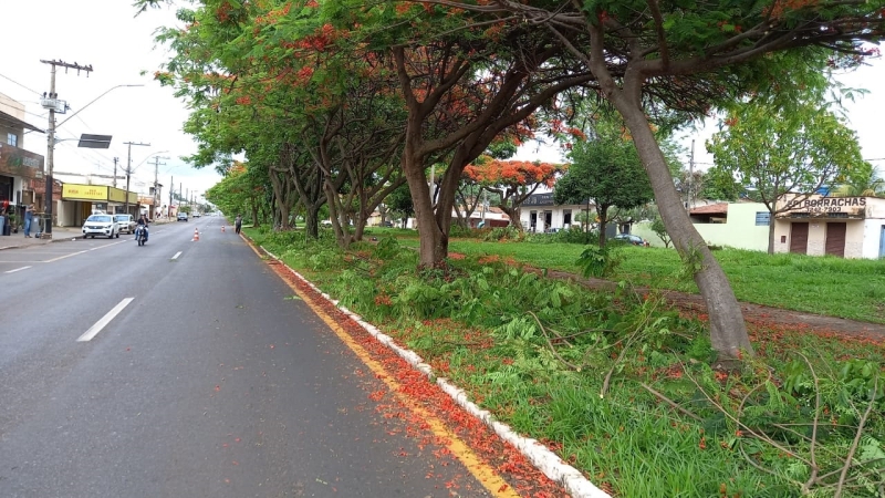 A Prefeitura de Araguari, através da Secretaria de Serviços Urbanos e Distritais, trabalhou nesta semana executando a poda de árvores nos canteiros das avenidas.