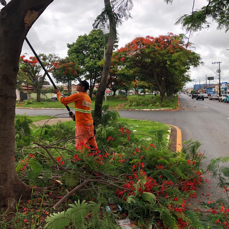 A Prefeitura de Araguari, através da Secretaria de Serviços Urbanos e Distritais, trabalhou nesta semana executando a poda de árvores nos canteiros das avenidas.