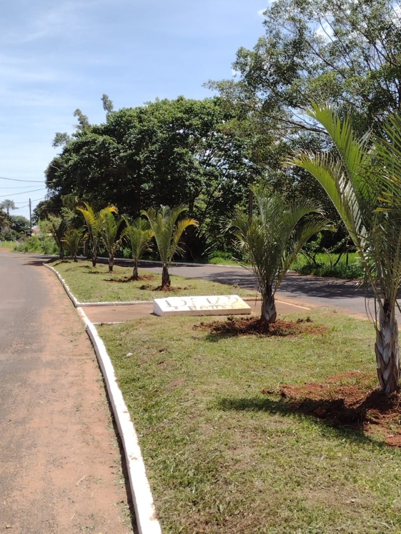 A prefeitura de Araguari por intermédio das secretarias de Meio Ambiente e Serviços Urbanos, realizou a limpeza e o plantio de 10 palmeiras triangulares na entrada do distrito de Amanhece.