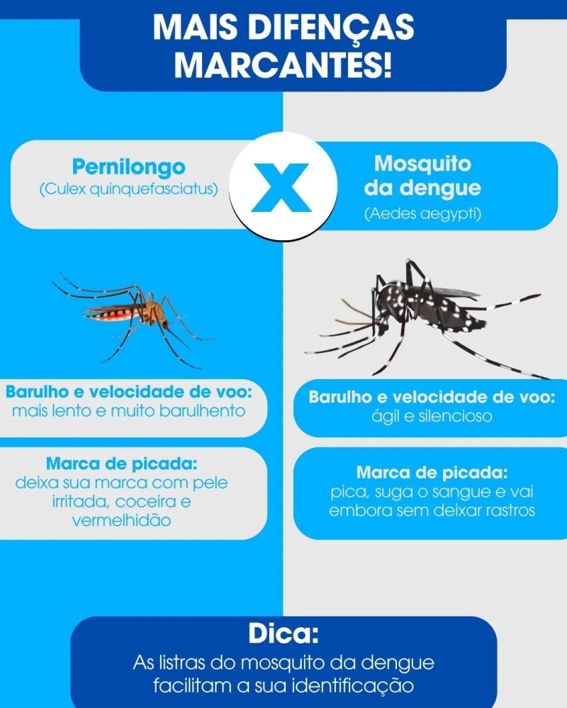 Entenda a diferença do mosquito Aedes Aegypti e o Pernilongo.  Prefeitura de Araguari Conectada com você e com a Luta Contra a Dengue