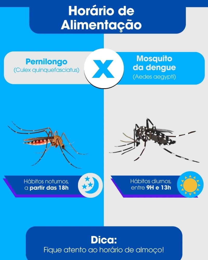 Entenda a diferença do mosquito Aedes Aegypti e o Pernilongo.  Prefeitura de Araguari Conectada com você e com a Luta Contra a Dengue