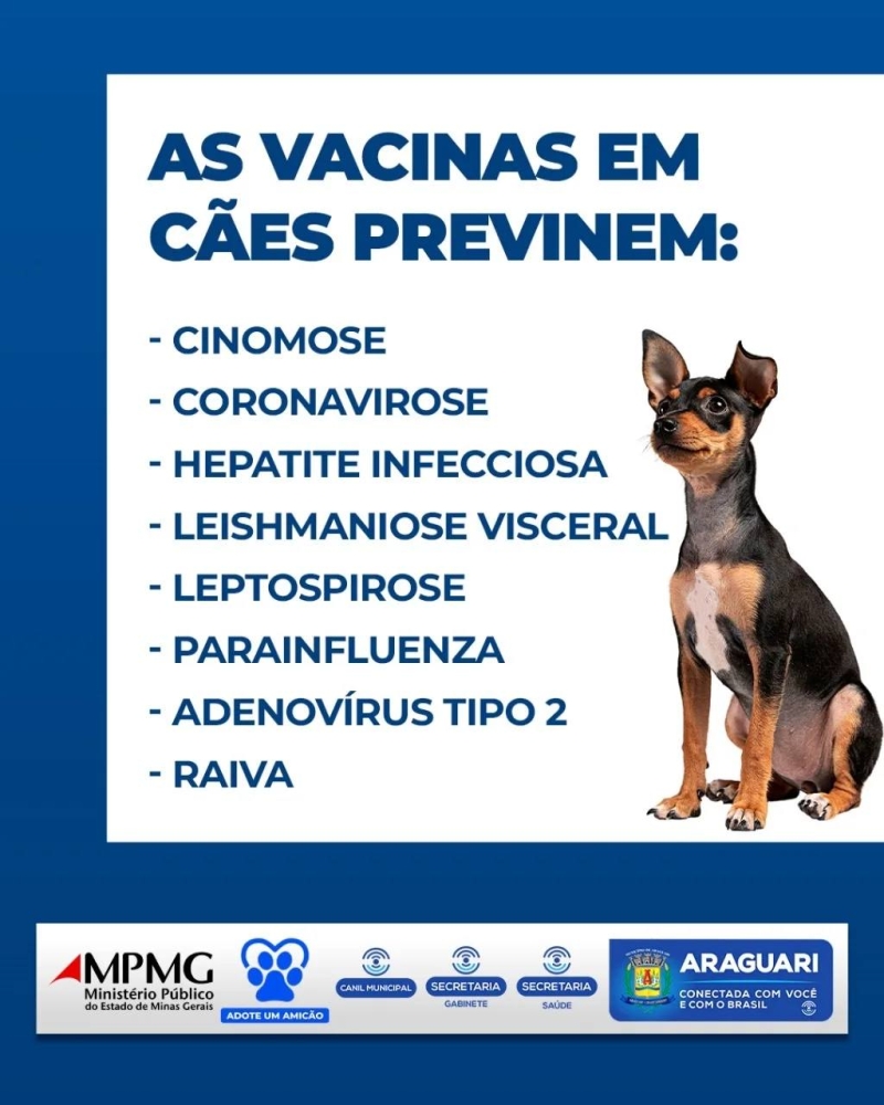 Todas as vacinas disponibilizadas para cães e gatos são importantes para manter a saúde e o bem-estar desses animais. A secretaria de Saúde informa que as vacinas em cães previnem: Cinomose, coronavirose, Hepatite Infecciosa, Leishmaniose Visceral, Leptospirose, Parainfluenza, Adenovírus Tipo 2 e Raiva. Já em gatos as vacinas previnem: Calicevirose, Clamidiose, Leucemia Viral Felina, Panleucopenia Felina, Raiva e Rinotraqueíte. Seja um tutor responsável. Esteja atento a saúde de seu pet, para que os mesmos possam estar sempre com muita saúde!