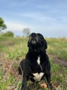Canil Municipal de Araguari incentiva adoção responsável e busca novos lares para os animais acolhidos